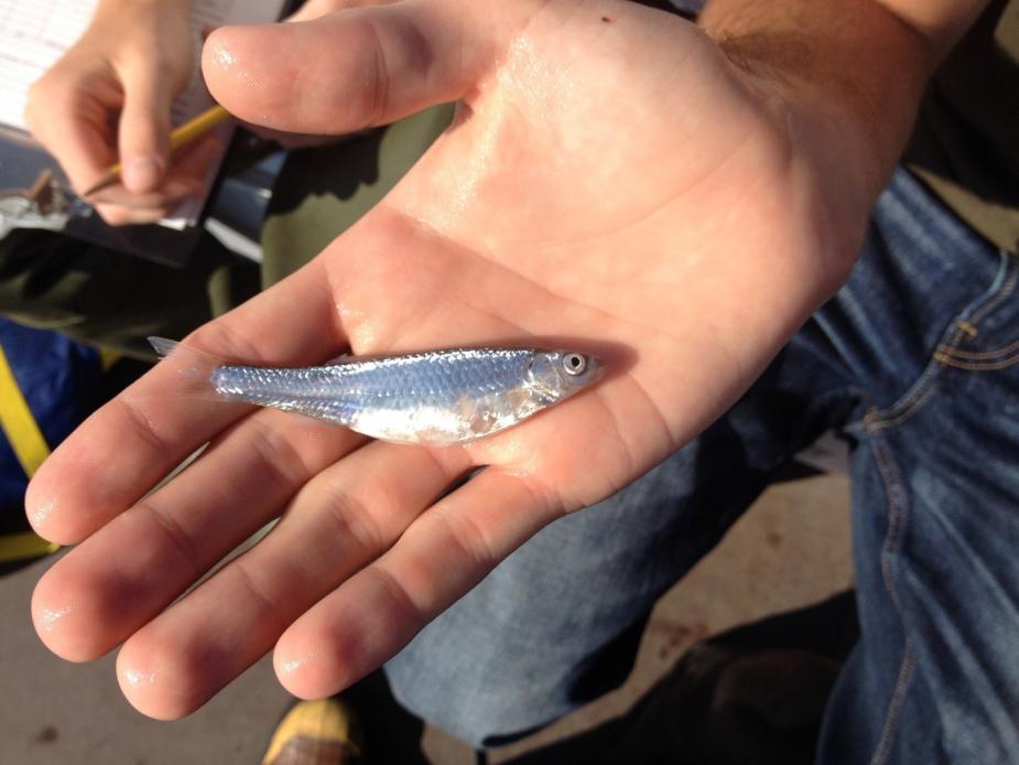a small silver fish held flat in the palm of a hand