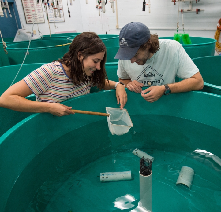 Two graduate students in a room full of large round tanks look at a fish in a dip net