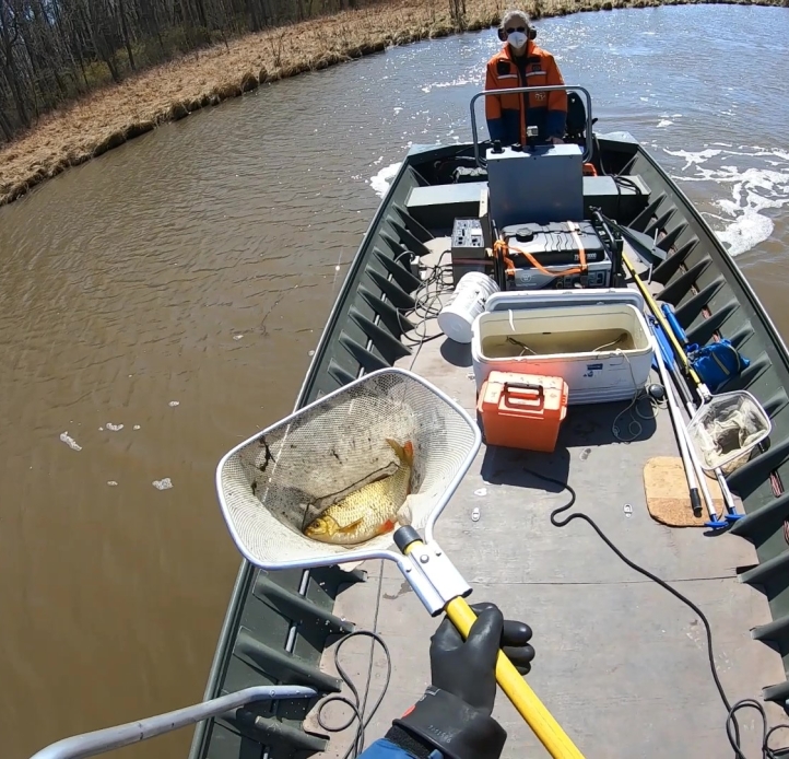 A hand holding a net with a medium-sized golden fish over a small jon boat near the shore. Another person is at the back of the boat steering. There is an open cooler with water in it and some other gear in front of the steering console.