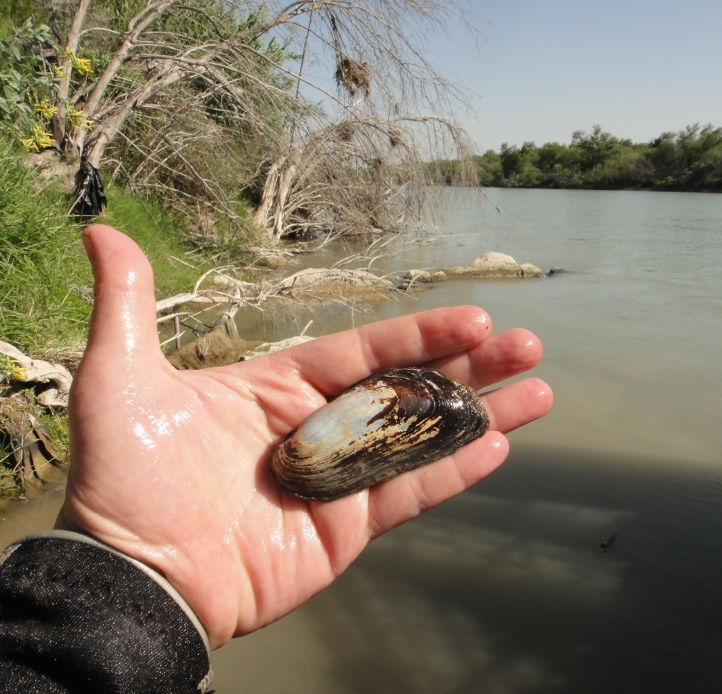 A hand holding up an oval mussel. In the background is the shore of a river.