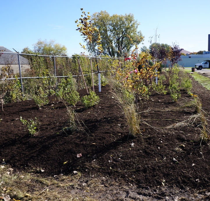 A large garden bed with medium sized plants and small bushes as well as trees planted along a chain-link fence.