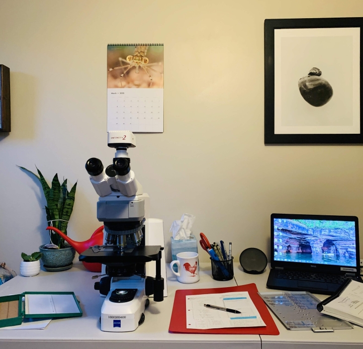 A microscope set up on a table, with a laptop, microscope slides, some papers, and a plant. There are pictures of insects and mounted insects on the wall.