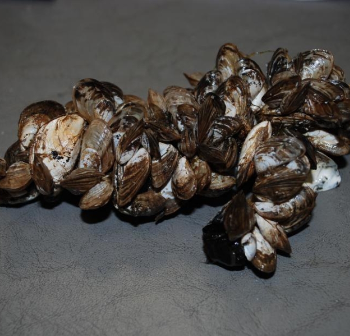 A clump of aquatic mussels that have grown together, sitting on a flat surface.