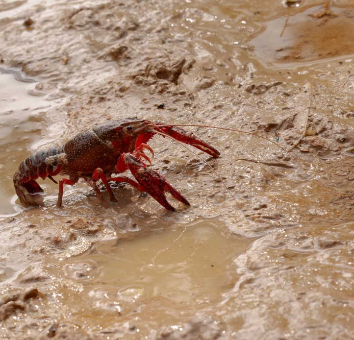 A brownish crayfish with red accents crawls through the mud at the water's edge.