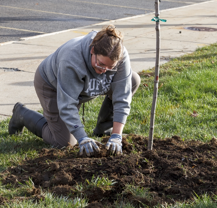 A person wearing work gloves kneels on the ground to pat the soil around a freshly planted tree