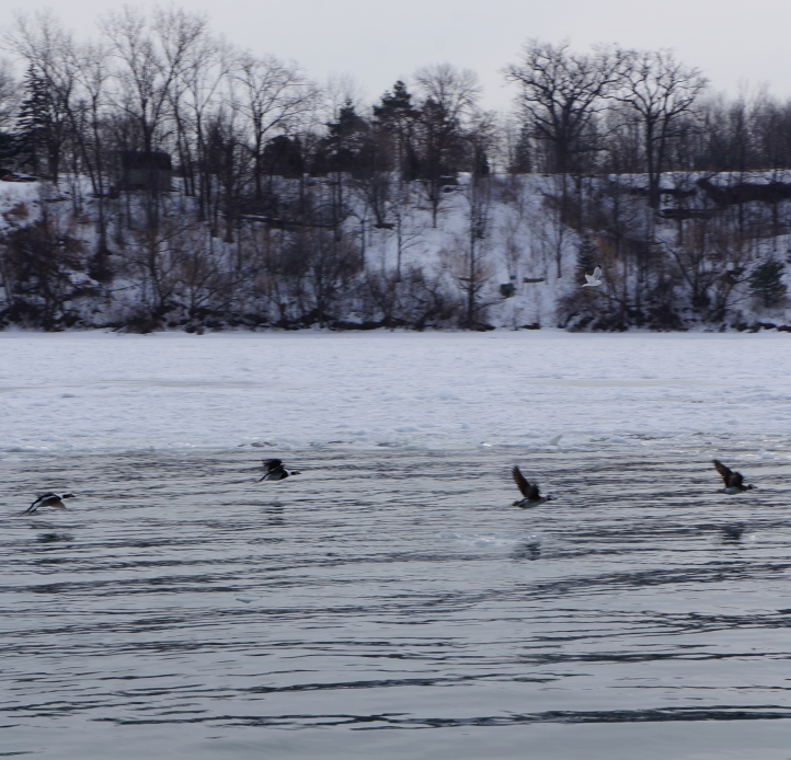 Four birds fly low over the ice-covered water. There is snow on the bank behind them, and the trees are bare.