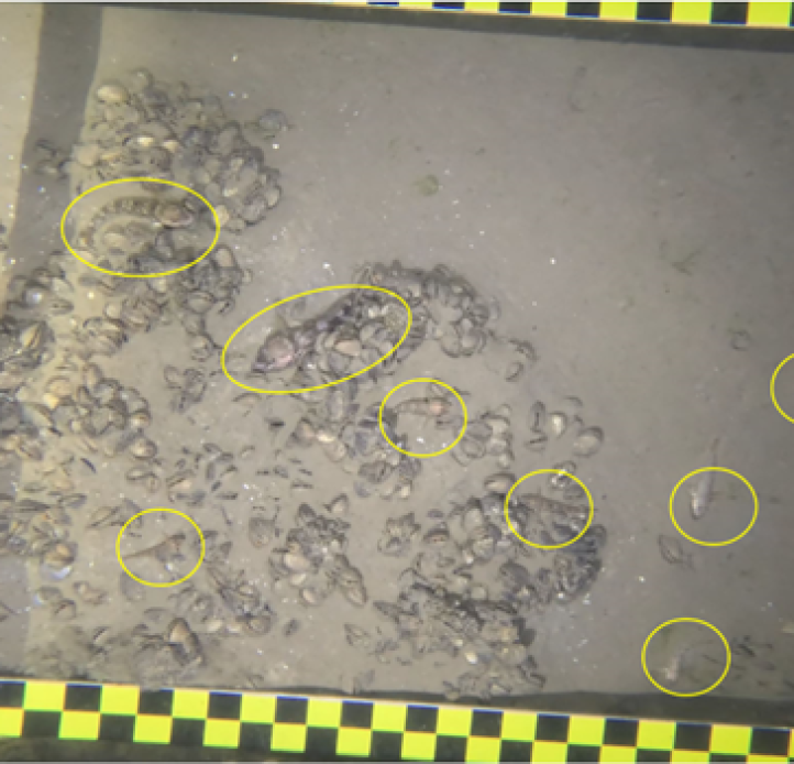 Underwater video still of the lake bed with quagga mussels and fish circled by an editing program, a metal frame with scale bars visible on the edge of the frame