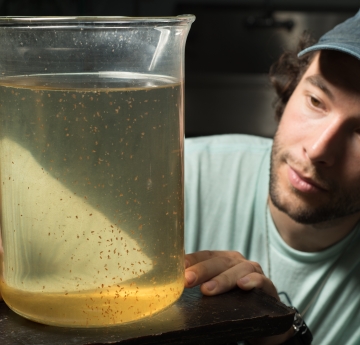 A graduate student crouched and looking at a large beaker with seed-sized zooplankton floating in it.