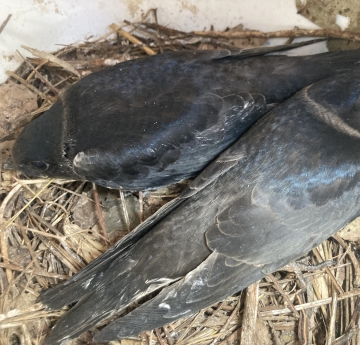 Two chicks nestle against each other in a nest made of twigs and dried leaves. The nest is inside a plastic structure. The baby birds almost look like adult birds.