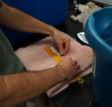 A person measures a small fish lying on a towel with a ruler. There is a bucket of water on the counter next to them.