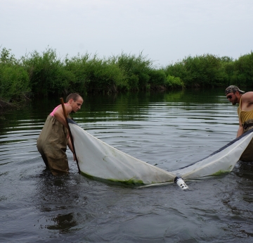 Two people wearing chest waders stand in water and hold opposite ends of an 8 foot long net that they strain through the water through shallow water near shrub-covered banks. Weeds are collecting in the net at the surface of the water.