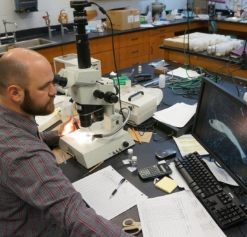 a person sits at a microscope and looks at a magnified image of a larval fish on the screen next to it