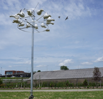 There weren't any purple martins in 2019, but there were many tree swallows that nested nearby!