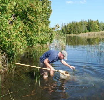 A person wading in the water and leaning over to pull some weeds out of a net with a long pole held in their other hand.