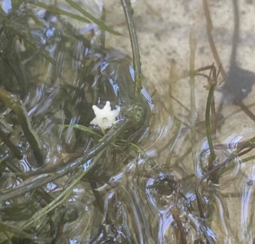 A stringy water weed in shallow water. There is a six-pointed bulbil resting on the surface of the water.