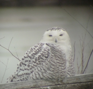 A snowy owl looking toward the camera, sitting on a log in front of the water.