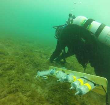 A diver works on the bottom of a lakebed covered in algae. There are several large syringes strapped together on a board next to them.