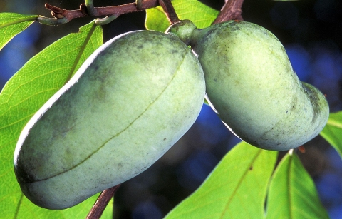 Two oblong green fruit hang from a branch. There are long green leaves on the branch also.