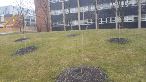 Five saplings planted on a slight hill in front of an academic building. Immediately in front of the building is a row of mature trees, and some have long brown pods hanging from the branches. None of the trees have leaves.