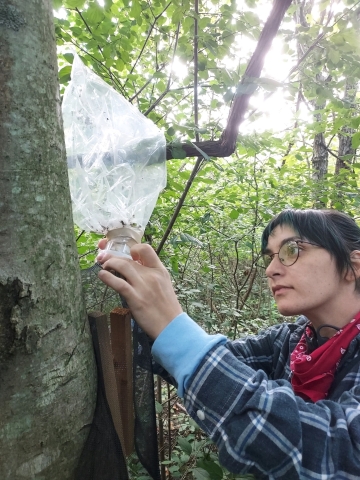 A person checking a plastic bag on a bug trap on a tree in the woods.