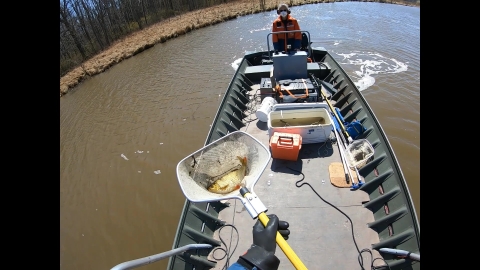 A hand holding a net with a medium-sized golden fish over a small jon boat near the shore. Another person is at the back of the boat steering. There is an open cooler with water in it and some other gear in front of the steering console.