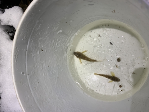 Two small fish in a bucket with a little water and some ice. There is snow in the background.