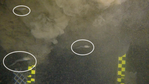 Three shrimp swim in front of a sediment plume as some equipment with scale bar markings touches down. Each of the shrimp are circled.