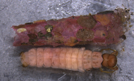 caddisfly larvae next to its larval case. The case is made up of plant material, some stained pink. The larvae is stained slightly pink. There are brown-pigmented bands in the first few segments.