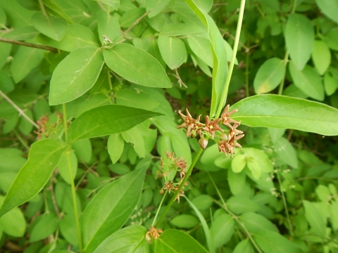 A viny plant with long thin leaves and clusters of flowers with five triangular brownish pink petals.