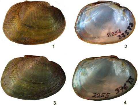 Four shells showing the outside and inside of two unionid mussel shells. The shells are oval. One outside shell is yellowish brown and the other is greenish brown. The insides of the shells are lustrous white and there are numbers written inside to identify the specimens.