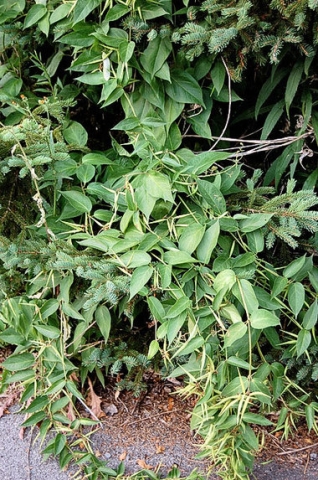 A vine with pointed oval leaves overgrowing an evergreen tree.