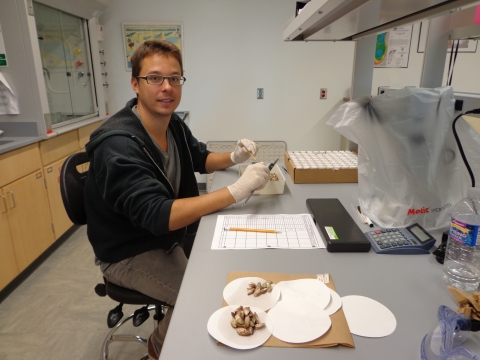 A person sits at a bench in a lab. There is a tray in front of them, a data sheet and a pencil, and some round pieces of paper with small mussels on them.