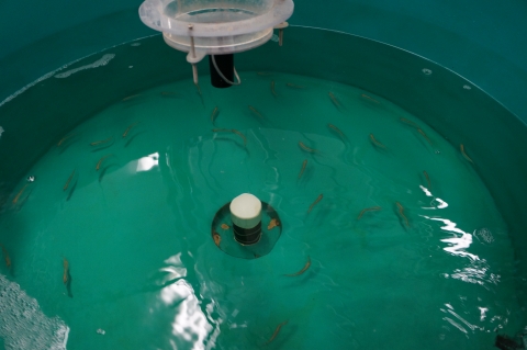 Small fish swim in a large round tank.