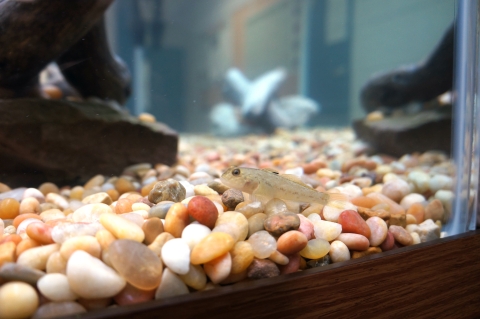 A small grey fish sits on pebbles at the bottom of a tank.