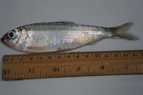 An iridescent fish lies next to a ruler. The fish is about 15mm long.