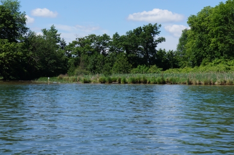 Wetlands along the shore of a body of water. Trees are behind the narrow wetland.