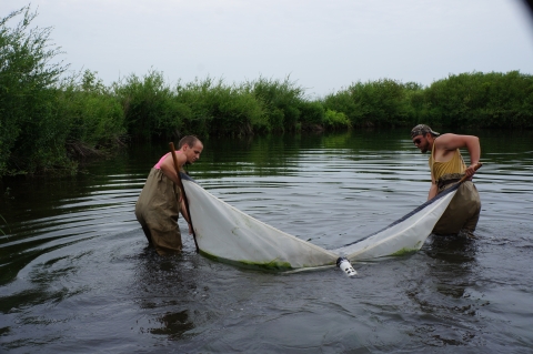 Two people wearing chest waders pull a rectangular net through shallow water near the shrub-covered banks. There is a cup in the center of the net.