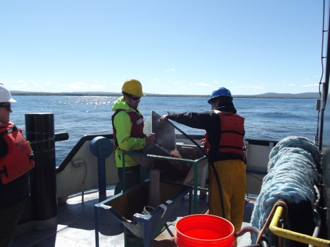 Three people working on a large boat. One is tipping a tub of mud into an elevated basin while a second person sprays it with a hose.