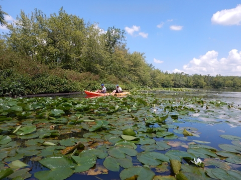 Two people kayak through water lilies.