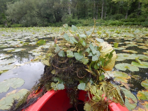 A mass of weeds piled on the front of a kayak in a pond with lily pads