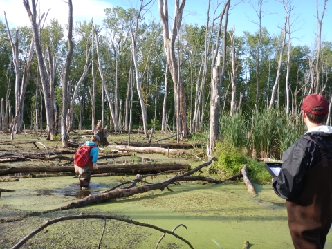 Two people in chest waders stand in shallow water that is covered with algae. Dead trees stand in the swamp and also are knocked over in the water.