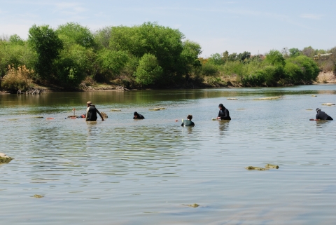 Five people in wetsuits and snorkels wade or dive in a shallow river.