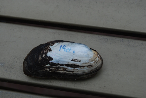 A brown mussel with the pigment peeled off the hump and some writing on its shell.