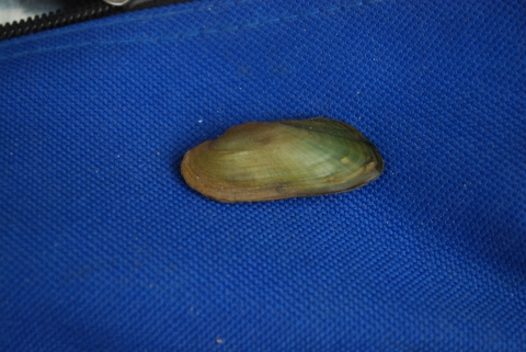 An oblong greenish brown mussel on a piece of fabric.