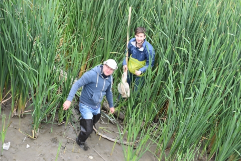 Two people wearing tall boots stand in tall wetland grasses. One has a net on a long pole.