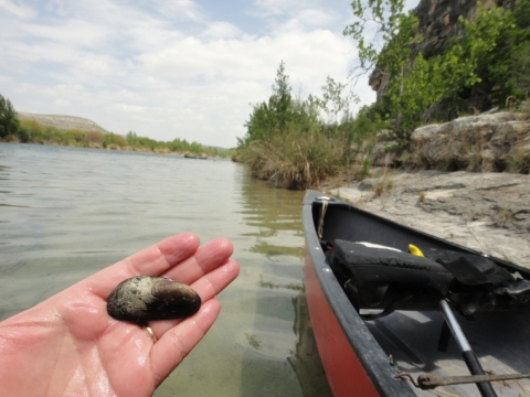 A hand holds up a freshwater mussel by a canoe in a river