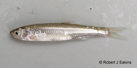 A small silver fish. Photo credit: Robert J. Eakins.