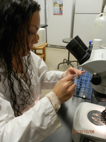 A person in a lab coat sits in front of a dissecting microscope and holds a vial