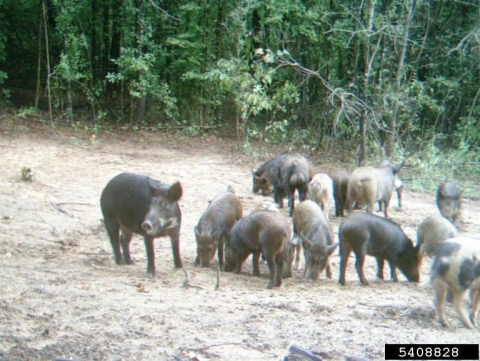 A group of pigs on a dirt path near some trees.