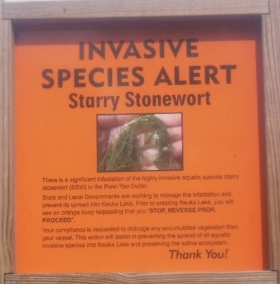 A framed sign that says "INVASIVE SPECIES ALERT Starry Stonewort" with a picture of a water weed in someone's hand. There are three paragraphs of text explaining the alert, followed by "THANK YOU!"